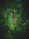 Nephila pilipes Royalty Free Stock Photo