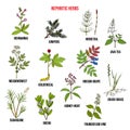 Nephritic herbs for kidney disease Royalty Free Stock Photo