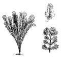 Nephrodium Molle Corymbiferum vintage illustration