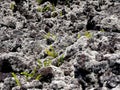 Nephrolepis abrupta fern and Stereocaulon vulcani , first vegetals growing after recent lava flows of piton de la fournaise, Royalty Free Stock Photo