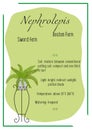 Nephrolepis. Boston Fern. Indoor plant, potted plant. Care info card, banner. House plant care.