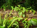 Nephrolepis Cordifolia, Fern Known as Fishbone or Tuberous Sword