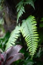 Nephrolepis cordifolia is a fern native to the global tropics, including northeastern Australia and Asia Royalty Free Stock Photo