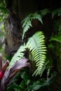 Nephrolepis cordifolia is a fern native to the global tropics, including northeastern Australia and Asia Royalty Free Stock Photo