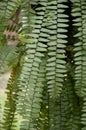 Nephrolepis cordifolia fern in nature garden Royalty Free Stock Photo