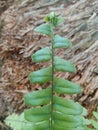 Fern leaves with coconut root background. Royalty Free Stock Photo