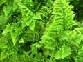 Nephrolepis cordifolia plant, green leaves and branches