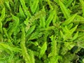 Nephrolepis cordifolia a small green leafy ornamental plant with spores under the leaves. Royalty Free Stock Photo