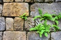 Nephrolepis exaltata fern growing between a space of stone brick wall