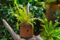 Nephrolepis exaltata in the pot.