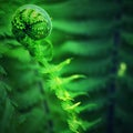 Nephrolepis exaltata The Sword Fern. Fresh green fern bush in detail, Royalty Free Stock Photo