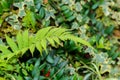 Nephrolepis exaltata The Sword Fern - a species of fern in the Royalty Free Stock Photo