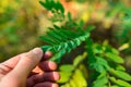 Nephrolepis exaltata The Sword Fern - a species of fern in the family Royalty Free Stock Photo