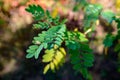 Nephrolepis exaltata The Sword Fern - a species of fern in the family Royalty Free Stock Photo