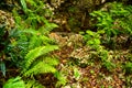 Nephrolepis exaltata The Sword Fern - species of fern in the family Lomariopsidaceae