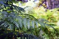 Nephrolepis exaltata The Sword Fern - a species of fern in the family Lomariopsidaceae Royalty Free Stock Photo