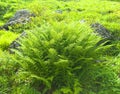 Nephrolepis exaltata The Sword Fern - a species of fern in the family Lomariopsidaceae Royalty Free Stock Photo