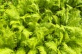 Nephrolepis exaltata The Sword Fern - a species of fern in the family Lomariopsidaceae. Royalty Free Stock Photo