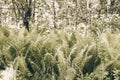 Nephrolepis exaltata The Sword Fern - a species of fern in the family Lomariopsidaceae. Toned. Stock photography. Royalty Free Stock Photo