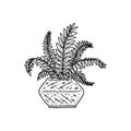 nephrolepis houseplant. Indoor potted plant vector black and white outline doodle illustration.