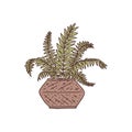nephrolepis houseplant. Indoor potted plant vector outline doodle illustration.