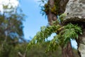 Nephrolepsis biserrata cr.Furcan on the stones in garden. Royalty Free Stock Photo