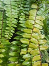 Nephrolepsis biserrata fern in nature garden Royalty Free Stock Photo