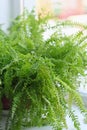 Nephrolepsis biserrata green leafs fern. home potted plant. vertical Royalty Free Stock Photo