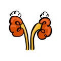 Nephrology, urology, urinary system