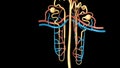 Nephron