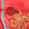 Nephron Royalty Free Stock Photo