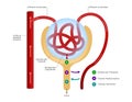 Nephron / formation of the urine / human organ and anatomy Royalty Free Stock Photo