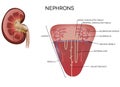 Nephron illustration, part of the kidney Royalty Free Stock Photo