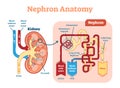 Kidney Nephron anatomy, vector illustration diagram scheme. Royalty Free Stock Photo