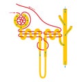 The nephron is the functional unit of the kidney. Royalty Free Stock Photo