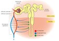 Nephron Royalty Free Stock Photo