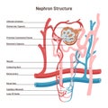 Nephron structure. Bowman's capsule, kidney filtering system with blood Royalty Free Stock Photo