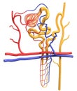 Nephron structure in kidney, medically 3D illustration Royalty Free Stock Photo