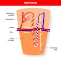 Nephron Structure Royalty Free Stock Photo