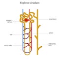 Nephron structure in kidney vector illustration Royalty Free Stock Photo