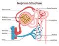 Nephron structure. Urine formation organ, functional unit of the kidney. Royalty Free Stock Photo