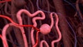 Nephrons