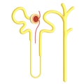 Nephrons are the subunits of the kidneys. Royalty Free Stock Photo