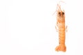 Nephrops norvegicus detail Royalty Free Stock Photo