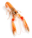 Nephrops norvegicus Royalty Free Stock Photo