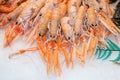Nephrops norvegicus Royalty Free Stock Photo