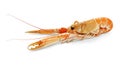 Nephrops norvegicus Scampo Royalty Free Stock Photo