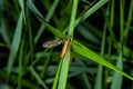 Nephrotoma appendiculata, the spotted crane fly, is a species of crane fly.