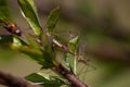 Nephrotoma appendiculata, the spotted crane fly, is a species of crane fly. photo that portrays while mating.