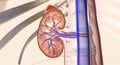 Neprilysin Function in the Kidneys Royalty Free Stock Photo